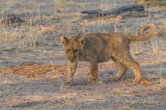 Botswana 09/2019 | Savuti | Lion (Löwe)