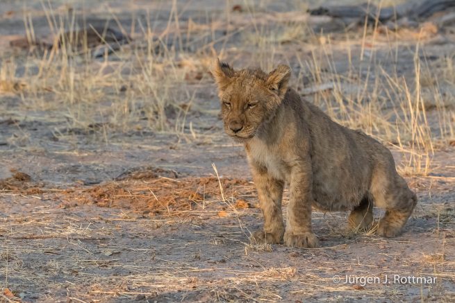 Botswana 09/2019 | Savuti | Lion (Löwe)
