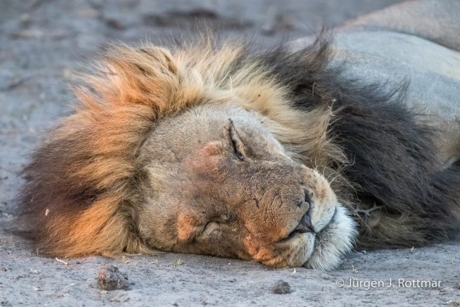 Botswana 09/2019 | Savuti | Lion (Löwe)