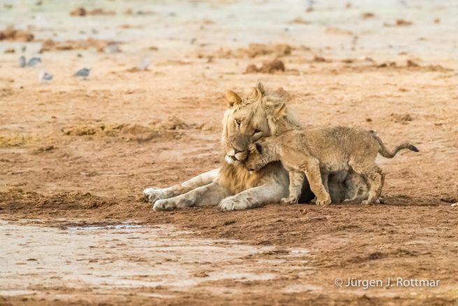 Botswana 09/2019 | Savuti | Lion (Löwe)
