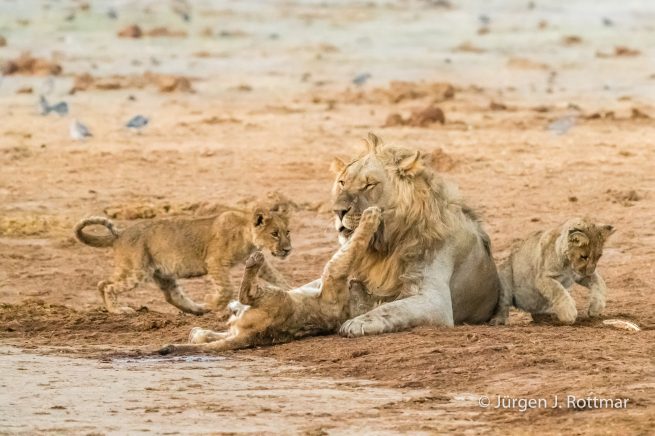 Botswana 09/2019 | Savuti | Lion (Löwe)