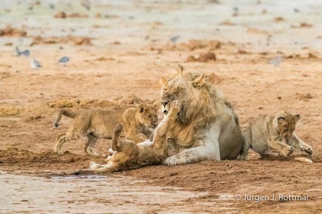 Botswana 09/2019 | Savuti | Lion (Löwe)