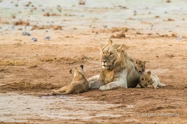 Botswana 09/2019 | Savuti | Lion (Löwe)
