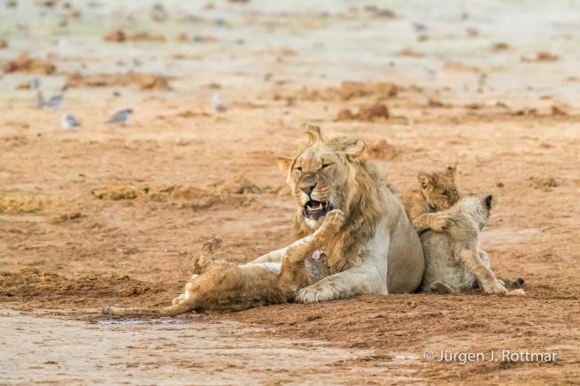 Botswana 09/2019 | Savuti | Lion (Löwe)