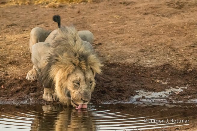 Botswana 09/2019 | Savuti | Lion (Löwe)
