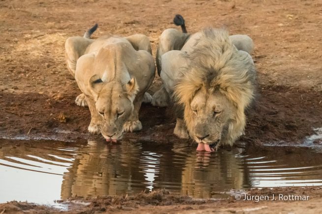 Botswana 09/2019 | Savuti | Lion (Löwe)