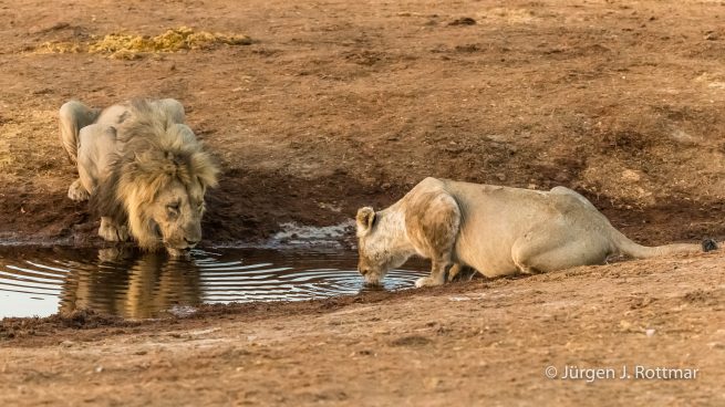 Botswana 09/2019 | Savuti | Lion (Löwe)