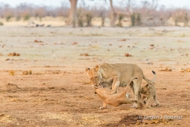 Botswana 09/2019 | Savuti | Lion (Löwe)