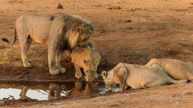 Botswana 09/2019 | Savuti | Lion (Löwe)