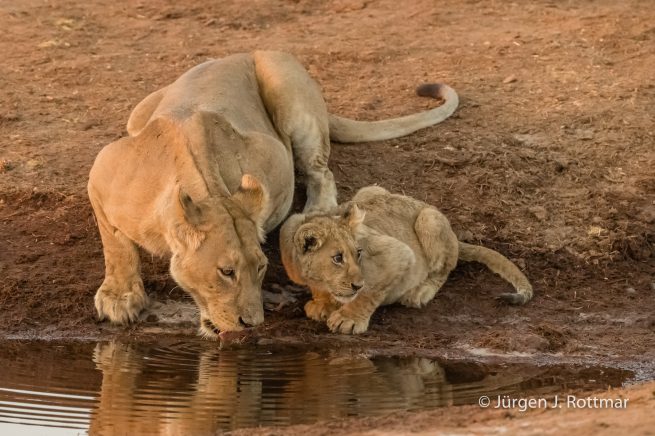 Botswana 09/2019 | Savuti | Lion (Löwe)