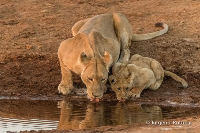 Botswana 09/2019 | Savuti | Lion (Löwe)