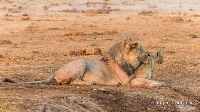 Botswana 09/2019 | Savuti | Lion (Löwe)