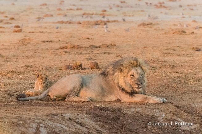 Botswana 09/2019 | Savuti | Lion (Löwe)