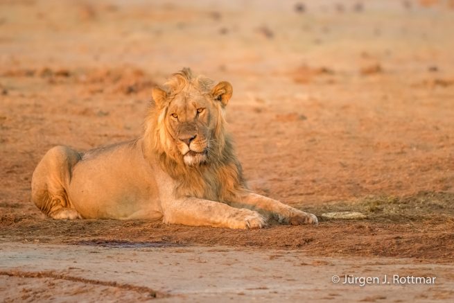 Botswana 09/2019 | Savuti | Lion (Löwe)