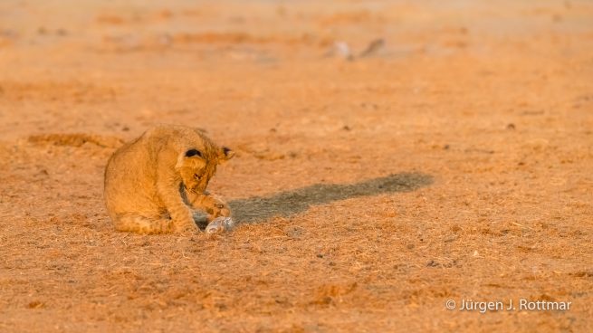 Botswana 09/2019 | Savuti | Lion (Löwe)