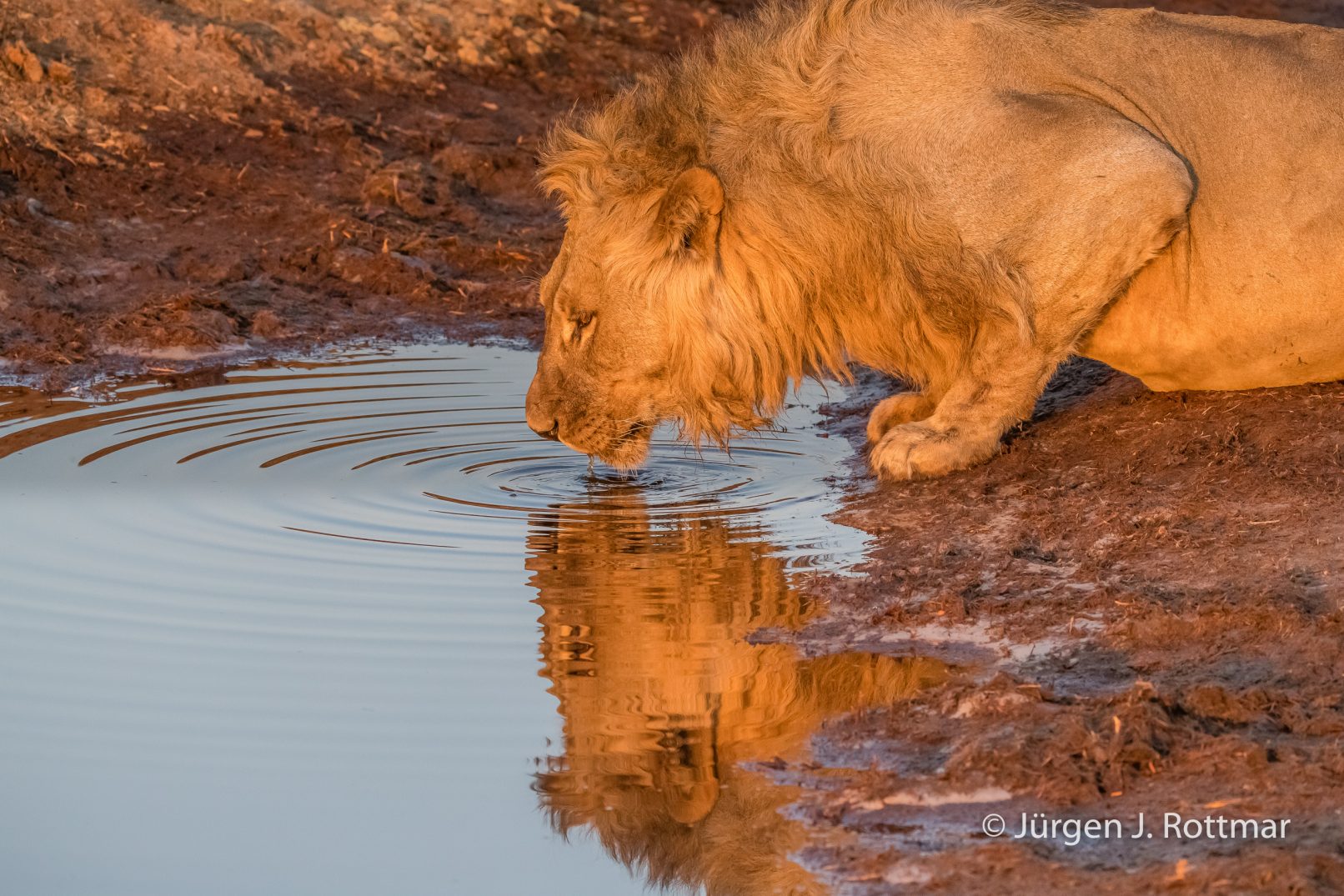 Botswana 09/2019 | Savuti | Lion (Löwe)