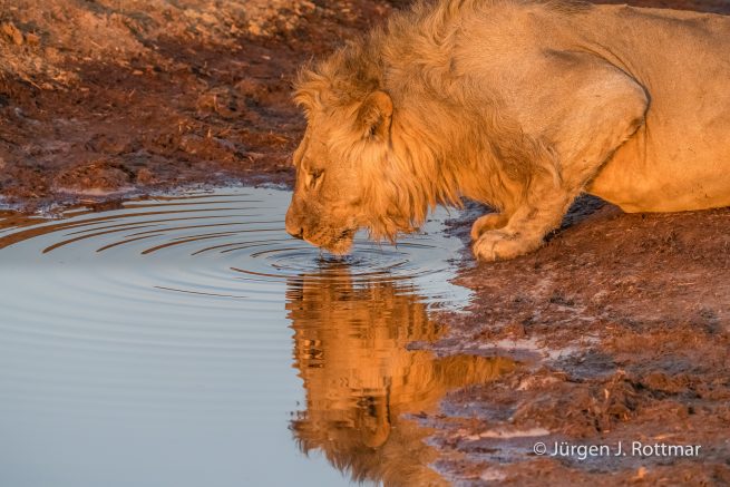 Botswana 09/2019 | Savuti | Lion (Löwe)