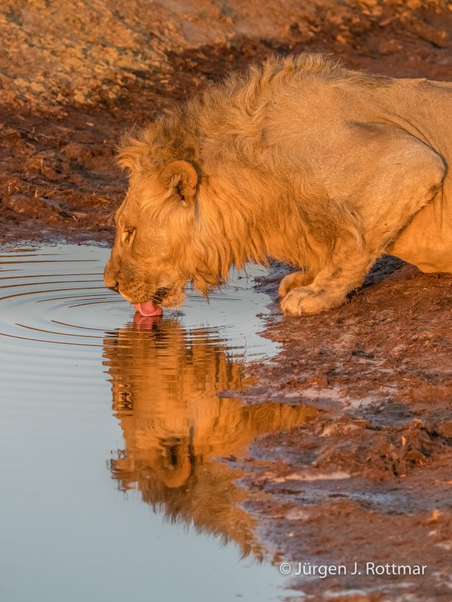 Botswana 09/2019 | Savuti | Lion (Löwe)