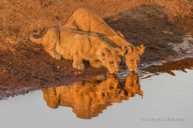 Botswana 09/2019 | Savuti | Lion (Löwe)