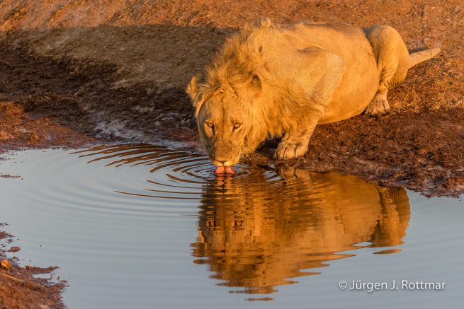 Botswana 09/2019 | Savuti | Lion (Löwe)