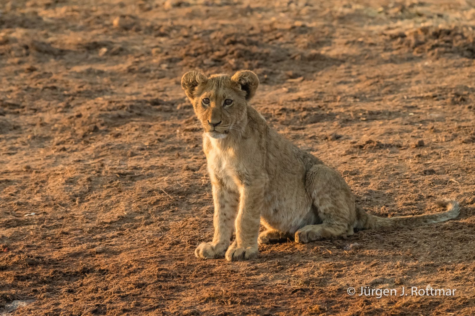 Botswana 09/2019 | Savuti | Lion (Löwe)