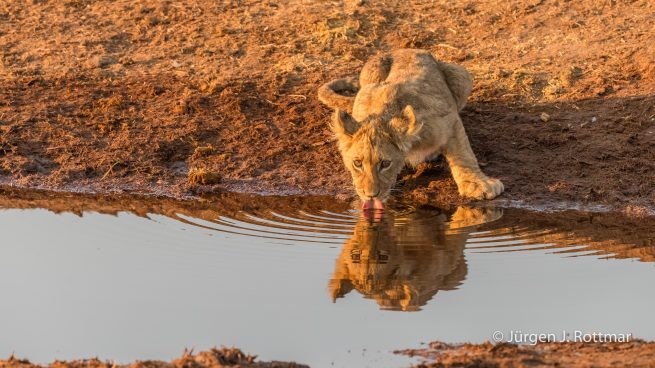 Botswana 09/2019 | Savuti | Lion (Löwe)