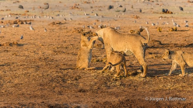 Botswana 09/2019 | Savuti | Lion (Löwe)