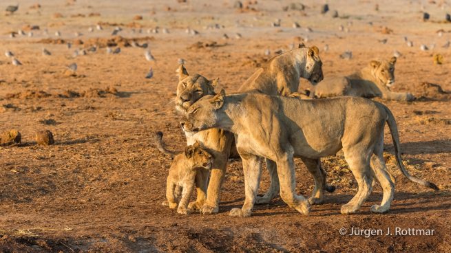 Botswana 09/2019 | Savuti | Lion (Löwe)