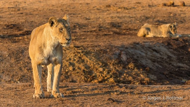 Botswana 09/2019 | Savuti | Lion (Löwe)