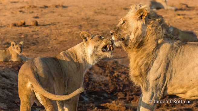 Botswana 09/2019 | Savuti | Lion (Löwe)