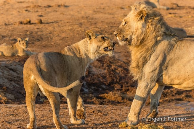 Botswana 09/2019 | Savuti | Lion (Löwe)
