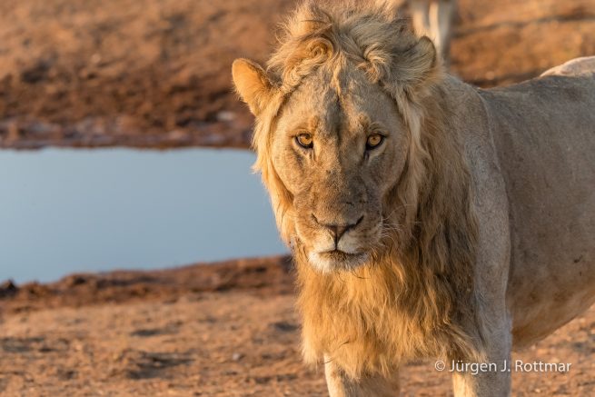Botswana 09/2019 | Savuti | Lion (Löwe)
