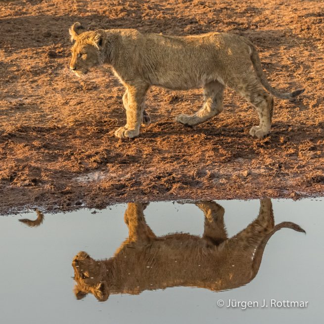 Botswana 09/2019 | Savuti | Lion (Löwe)