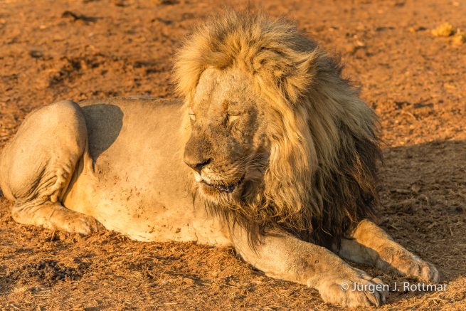 Botswana 09/2019 | Savuti | Lion (Löwe)