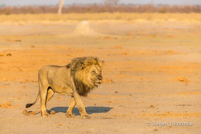 Botswana 09/2019 | Savuti | Lion (Löwe)