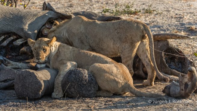 Botswana 09/2019 | Savuti | Lion (Löwe)