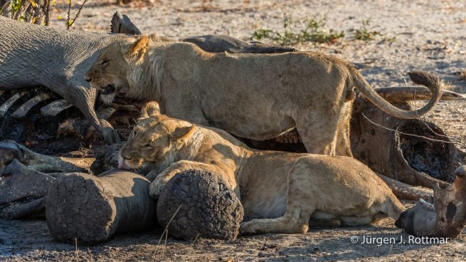 Botswana 09/2019 | Savuti | Lion (Löwe)