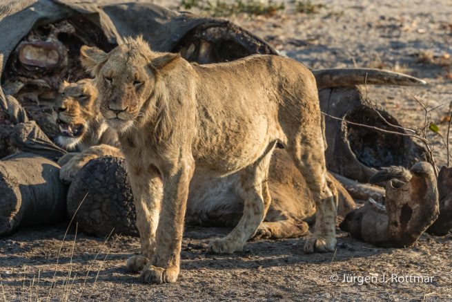 Botswana 09/2019 | Savuti | Lion (Löwe)