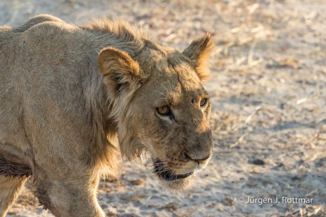 Botswana 09/2019 | Savuti | Lion (Löwe)