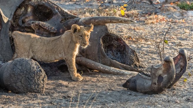 Botswana 09/2019 | Savuti | Lion (Löwe)