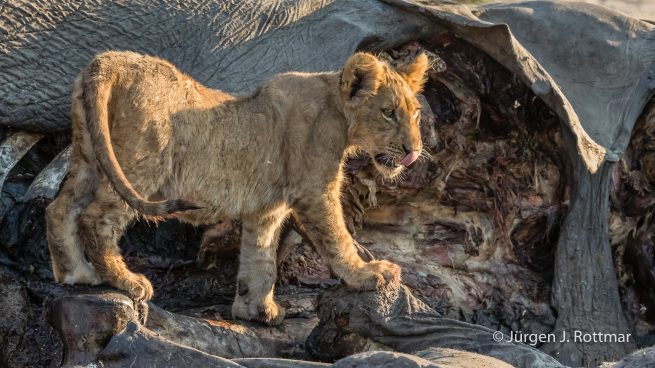 Botswana 09/2019 | Savuti | Lion (Löwe)