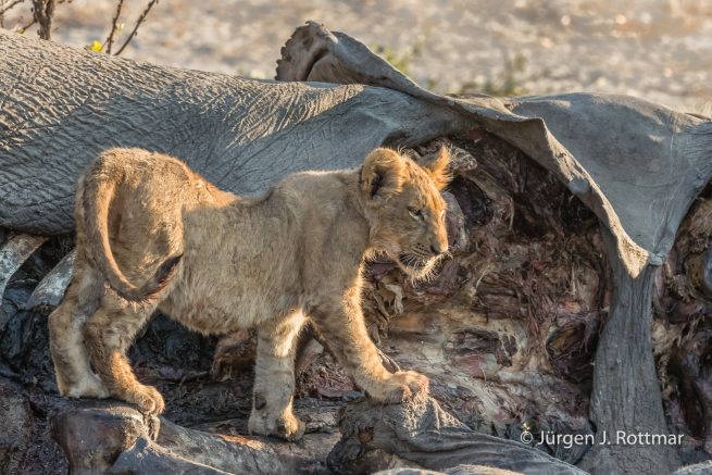 Botswana 09/2019 | Savuti | Lion (Löwe)
