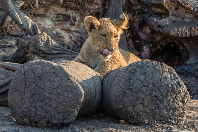 Botswana 09/2019 | Savuti | Lion (Löwe)