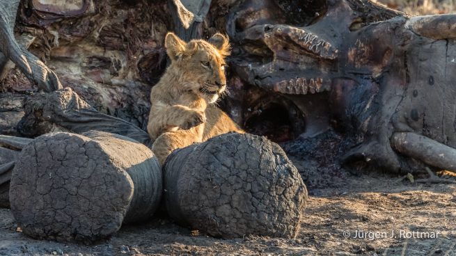 Botswana 09/2019 | Savuti | Lion (Löwe)