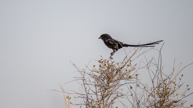 Botswana 09/2019 | Savuti | Magpie Shrike (Elsterwürger)