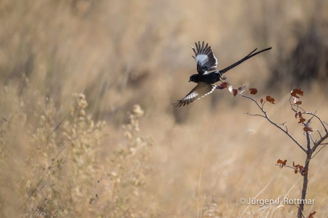 Botswana 09/2019 | Savuti | Magpie Shrike (Elsterwürger)