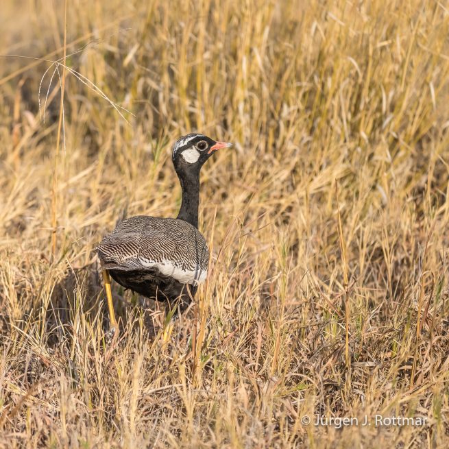Botswana 09/2019 | Savuti | Northern Black Korhaan (Weißflügeltrappe)