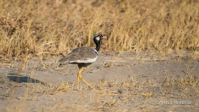 Botswana 09/2019 | Savuti | Northern Black Korhaan (Weißflügeltrappe)