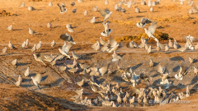 Botswana 09/2019 | Savuti | Black-backed Jackal (Schabrackenschakal)