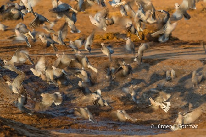 Botswana 09/2019 | Savuti | Rin-necked Dove (Kapturteltaube)